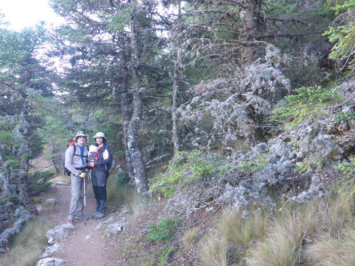 Bosque Bosque
