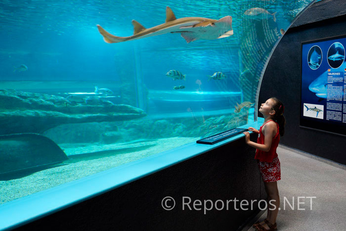 Visita al Aquarium Costa de Almería Visita al Aquarium Costa de Almería