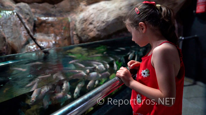 Permiten que los visitantes alimenten a las carpas Koi Permiten que los visitantes alimenten a las carpas Koi