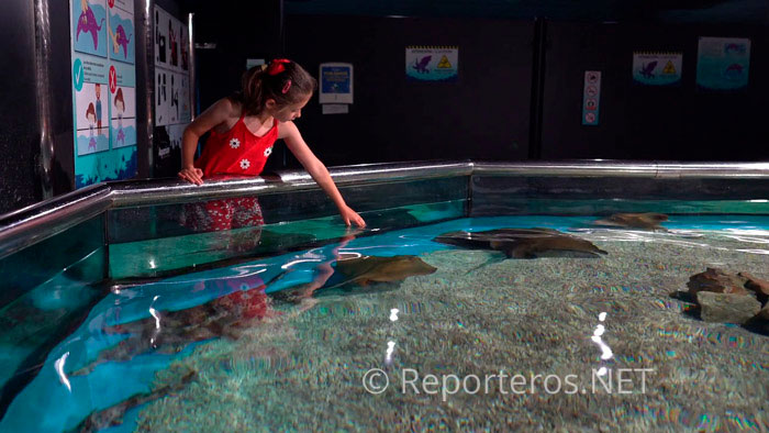 Se pueden tocar las rayas en un tanque específico Se pueden tocar las rayas en un tanque específico