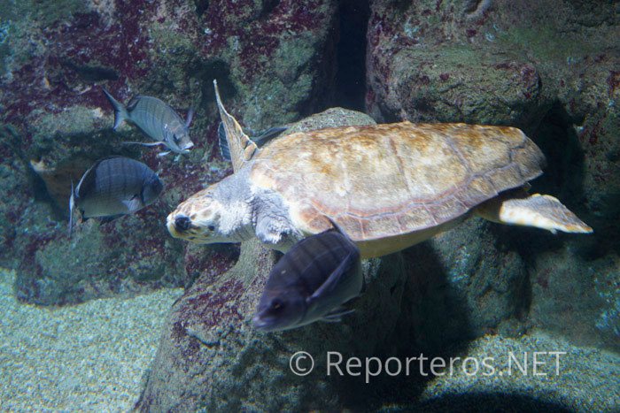 Juan es una tortuga boba que fue rescatada enredada en una red de pesca Juan es una tortuga boba que fue rescatada enredada en una red de pesca