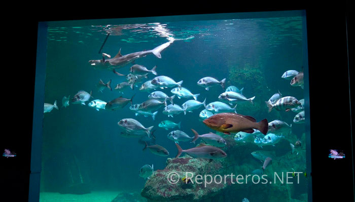 A los tiburones se les alimenta con una especie de caña para acercarles la comida A los tiburones se les alimenta con una especie de caña para acercarles la comida