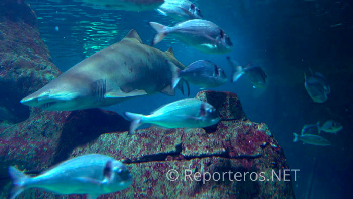 El tiburón toro más grande del Aquarium de Almería se llama Romero El tiburón toro más grande del Aquarium de Almería se llama Romero
