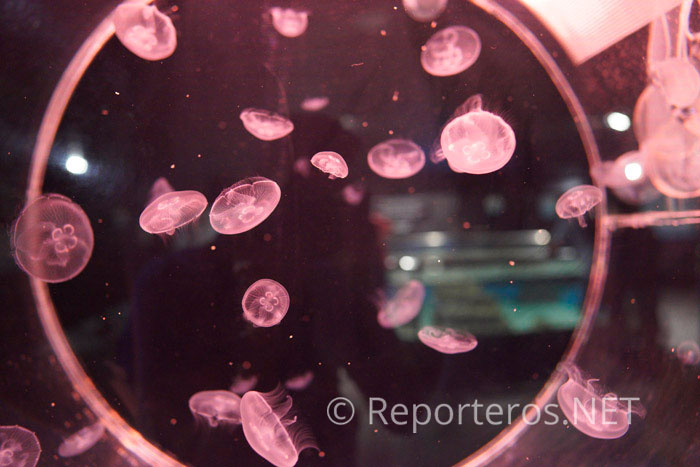 Medusas Medusas
