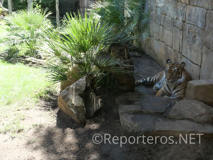 Visita a Bioparc Fuengirola con niños