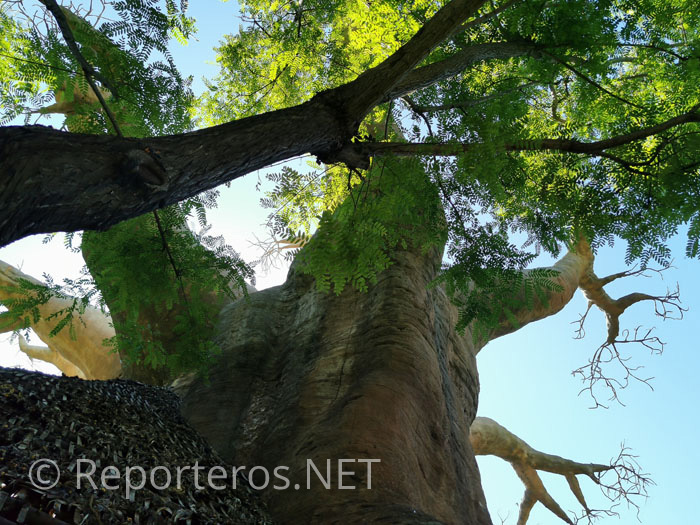 Visita al Baobab Visita al Baobab