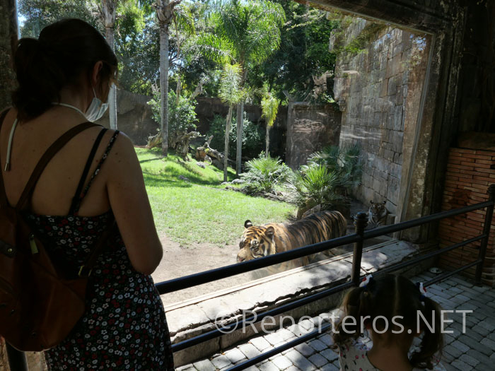 Tigre de sumatra Tigre de sumatra