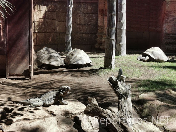 Tortugas gigantes e iguana rinoceronte Tortugas gigantes e iguana rinoceronte