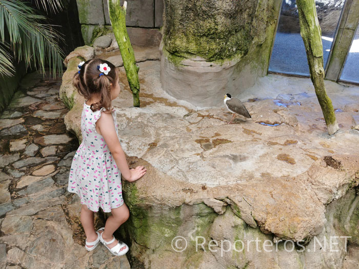 Las aves están sueltas por el aviario Las aves están sueltas por el aviario