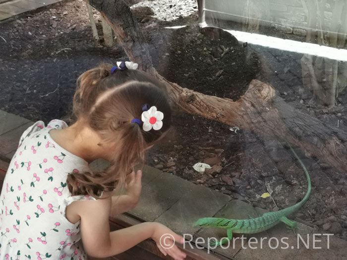 Reptiles Reptiles