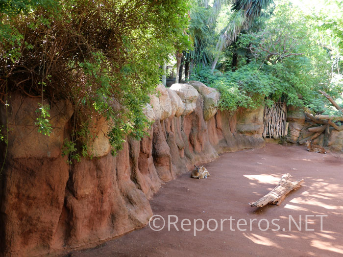 Existen programas de conservación de todas las especies Existen programas de conservación de todas las especies