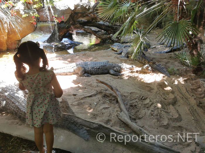 Cocodrilos del Nilo Cocodrilos del Nilo