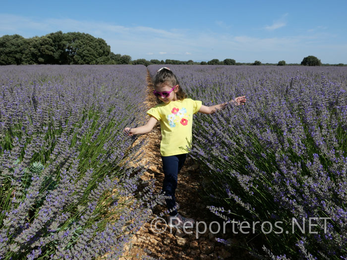 Campos de Lavanda en Brihuega