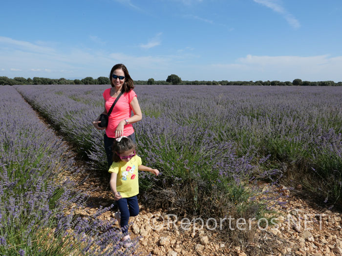 Cultivos de lavanda en Brihuega (Guadalajara) Cultivos de lavanda en Brihuega (Guadalajara)