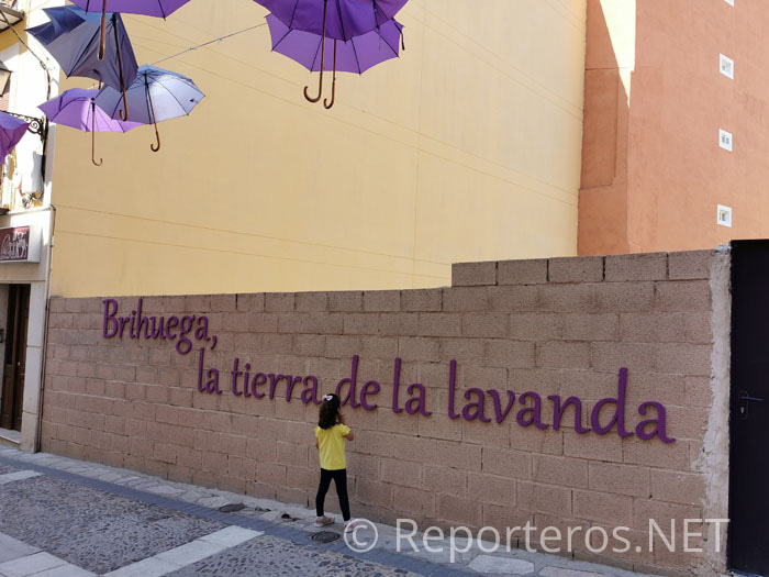 La tierra de la lavanda La tierra de la lavanda