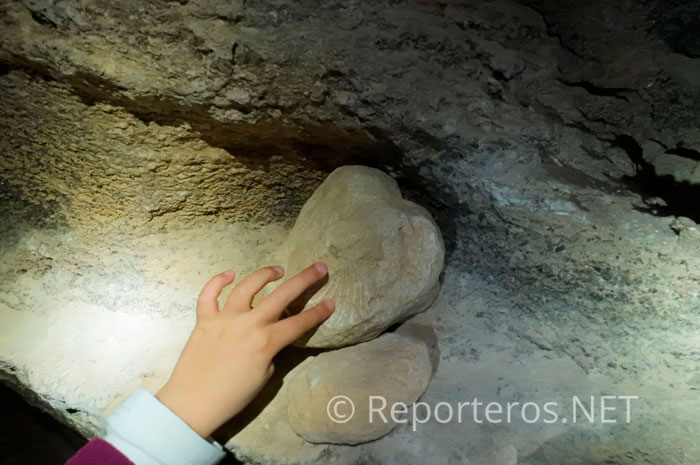 Fósil en el interior de las Cuevas Fósil en el interior de las Cuevas