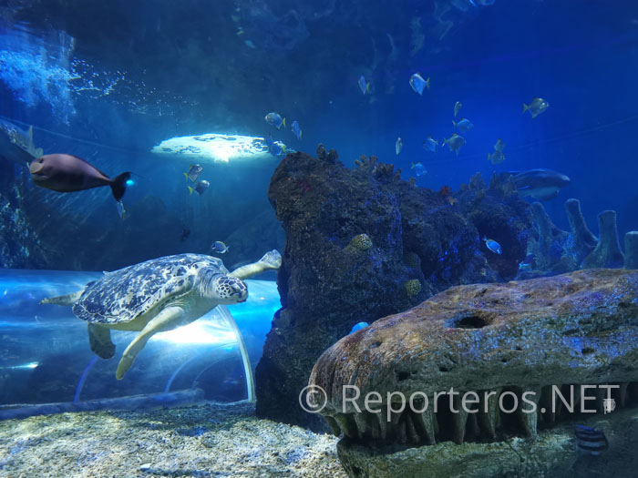 Sea Life Benalmádena está en Puerto Marina