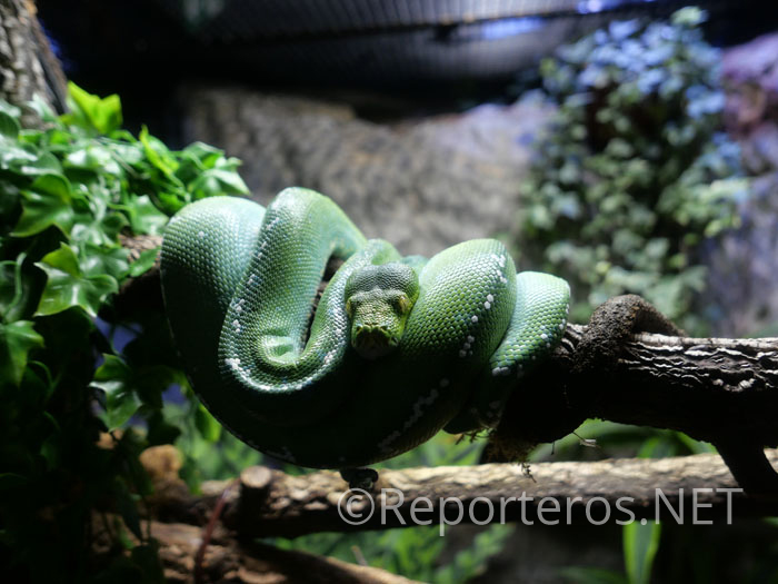 Serpiente arborícola verde Serpiente arborícola verde