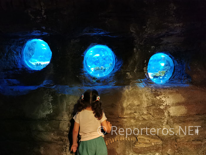 Zona del jurásico, acceso al túnel de los tiburones Zona del jurásico, acceso al túnel de los tiburones