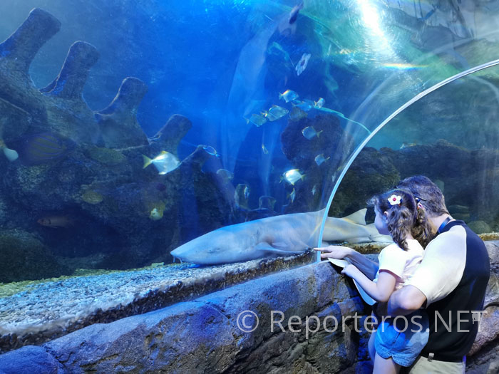 ¡Qué cerca de los tiburones! ¡Qué cerca de los tiburones!
