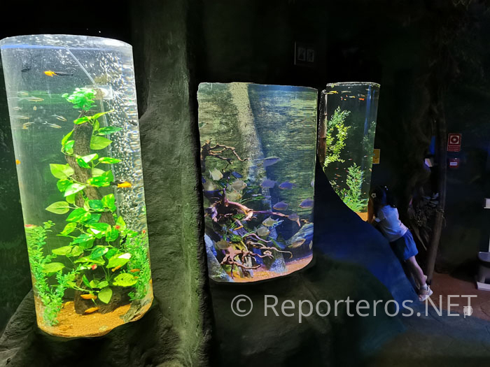 Peces de río, incluidas las pirañas Peces de río, incluidas las pirañas