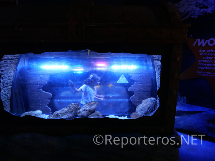Túnel para que los niños vean de cerca las estrellas de mar Túnel para que los niños vean de cerca las estrellas de mar
