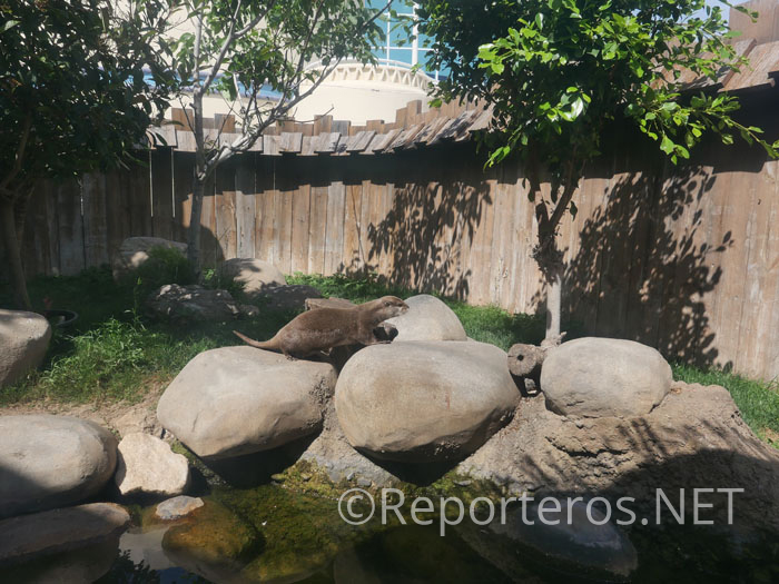 Nutria Nutria