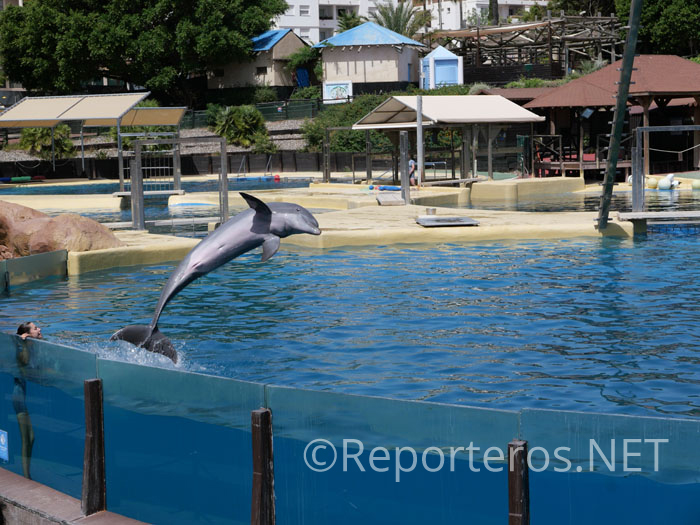 Los delfines son los protagonistas en Selwo Marina