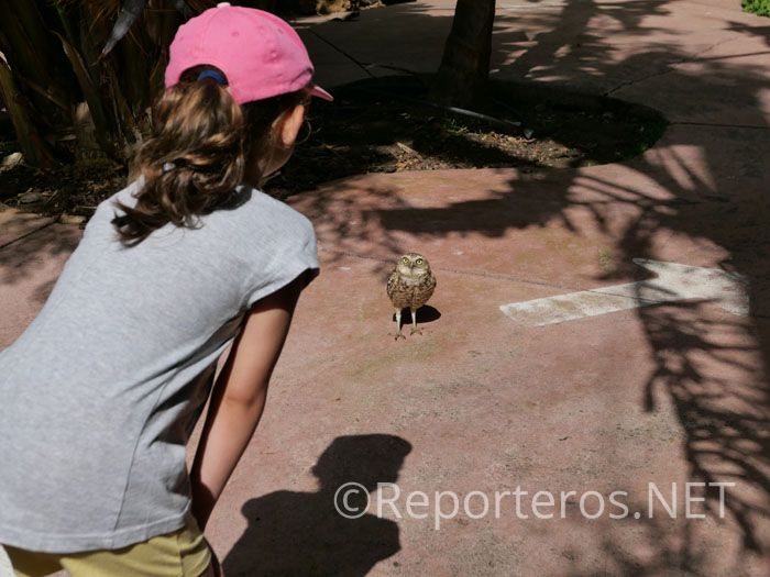 El simpático mochuelo se acercó mucho a nosotros El simpático mochuelo se acercó mucho a nosotros