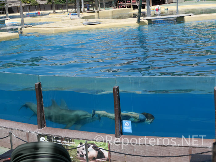 Difícil salto desde arriba y buceo con dos delfines Difícil salto desde arriba y buceo con dos delfines