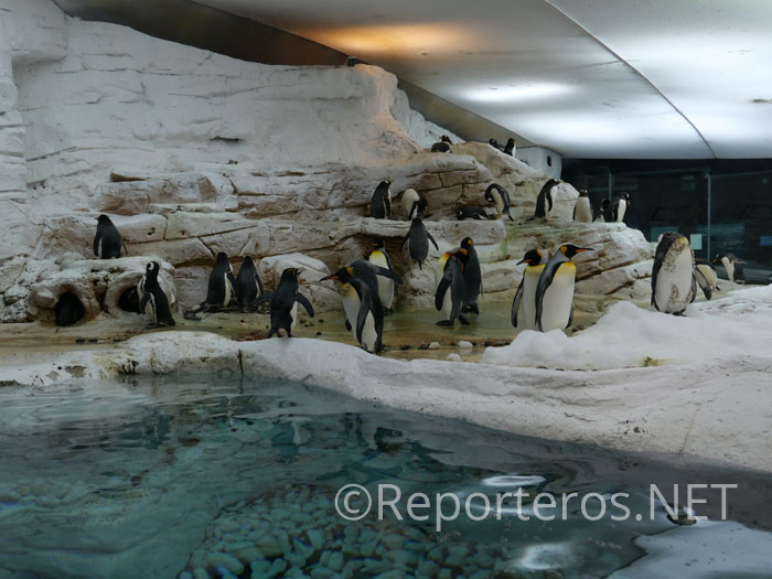 Pingüinos Pingüinos