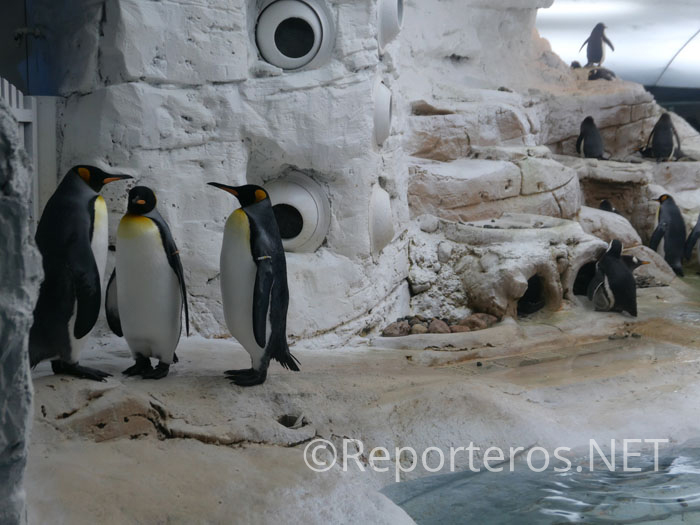 Hay 4 especies de pingüinos diferentes Hay 4 especies de pingüinos diferentes