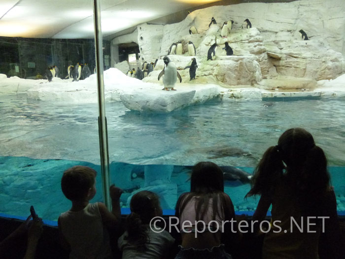 El Pingüino Juanito es el más activo El Pingüino Juanito es el más activo