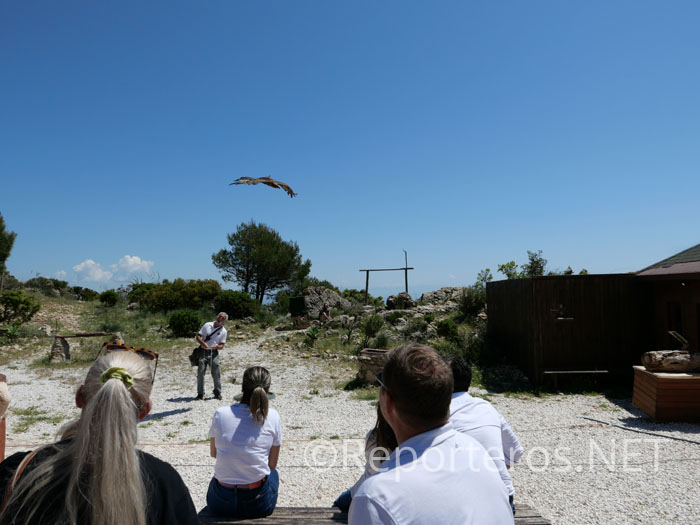 Vuelo de aves rapaces Vuelo de aves rapaces