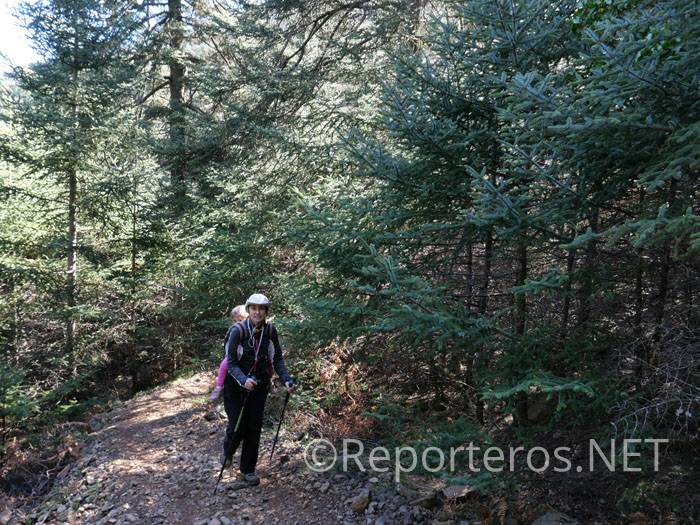 Sendero de Sierra Bermeja entre Pinsapos