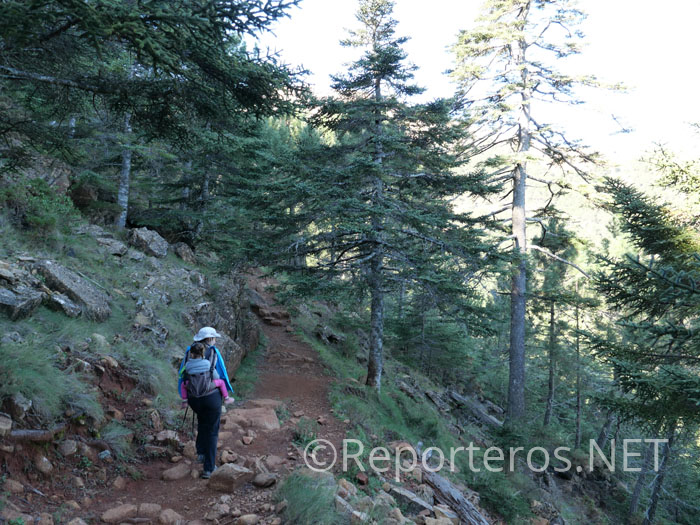 En el sendero del paseo de los pinsapos En el sendero del paseo de los pinsapos