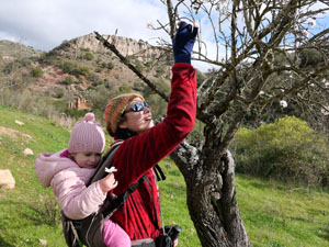 Ruta de los Almendros en Almogía