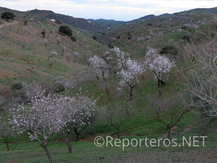 Montones de almendros en la zona Almogía – Álora Montones de almendros en la zona Almogía – Álora