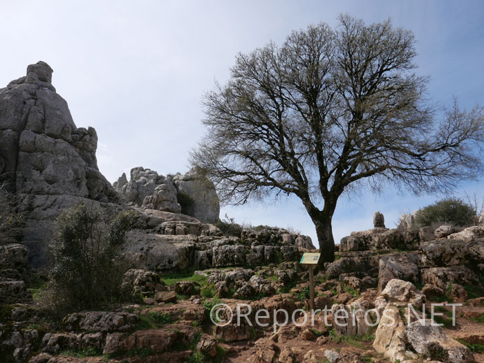 Arce de Montpellier en el Torcal Arce de Montpellier en el Torcal