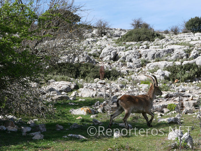 Cabras montesas en la ruta azul Cabras montesas en la ruta azul