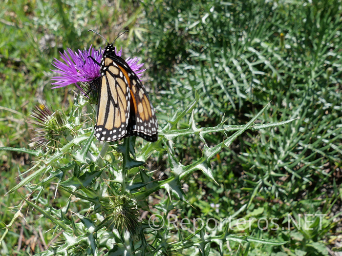 Mariposa Monarca posada en cardo Mariposa Monarca posada en cardo