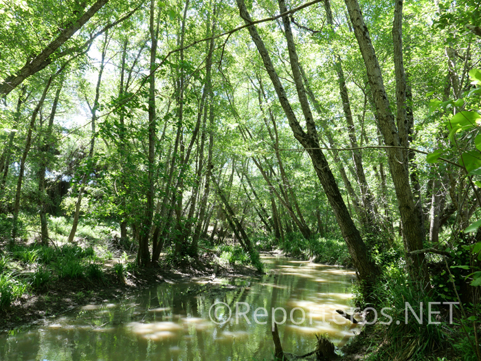 Bosque de galería en el río Guadarranque Bosque de galería en el río Guadarranque