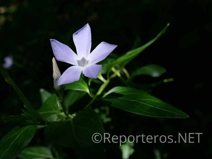 Ejemplar de Vinca Minor Ejemplar de Vinca Minor