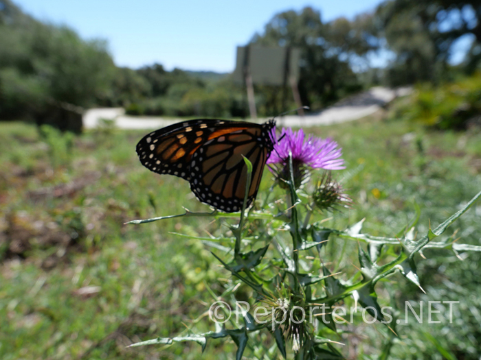 Mariposa Monarca. Ruta del Castillo de Castellar Mariposa Monarca. Ruta del Castillo de Castellar