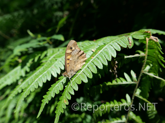 Helecho y Mariposa Helecho y Mariposa