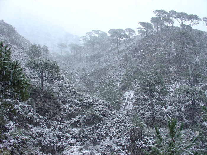 Comenzando a nevar por sorpresa Comenzando a nevar por sorpresa