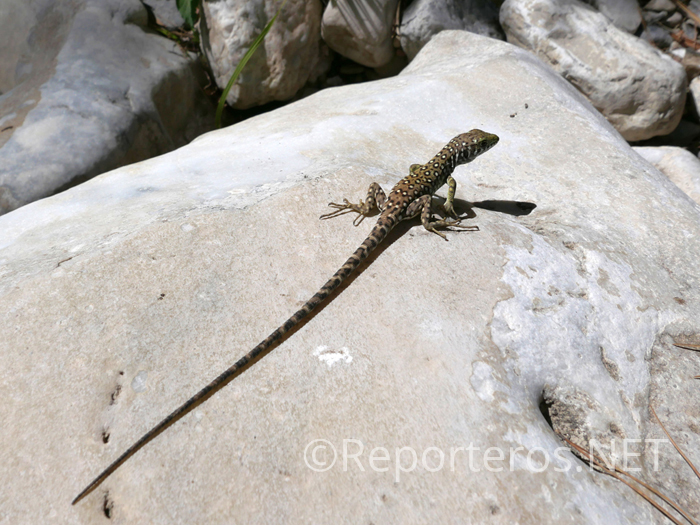 Lagarto Lagarto