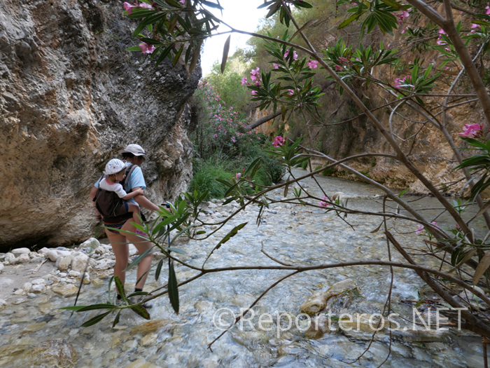 Adelfas en el cauce del Chíllar Adelfas en el cauce del Chíllar