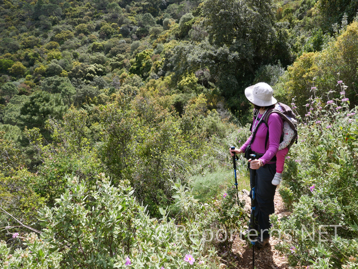Saliendo a vistas por encima del bosque Saliendo a vistas por encima del bosque