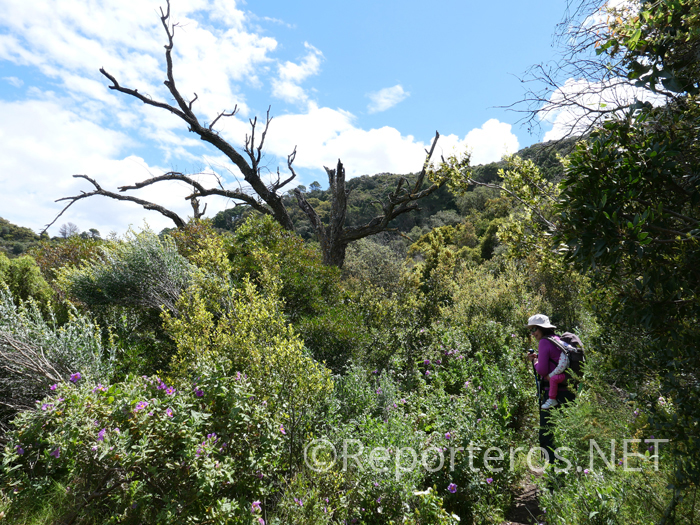Parte alta del sendero Parte alta del sendero